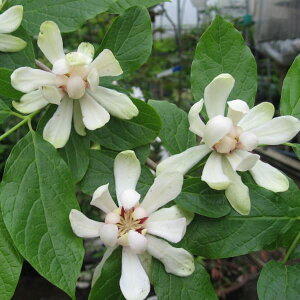 Ԗ ؂̕c/NoiEoCFzCghX5|bg*