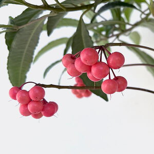 �Ԗ� ��؂̕c/�����i�}�������E�j�F�s���N��4���|�b�g[���t��]