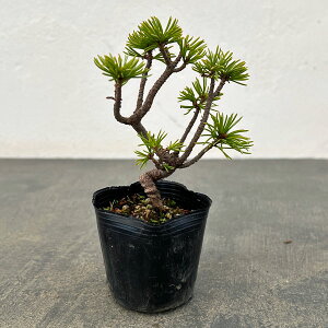 �R�쑐�̕c/�S���E�}�c�i�ܗt���j�F�����c2���|�b�g 25-01