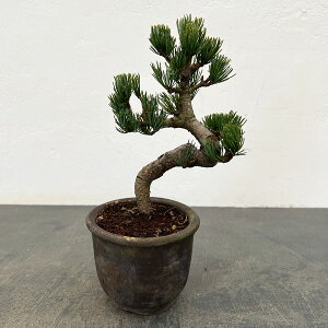 �S���E�}�c�i�ܗt���j�F���i�~�� 25-05