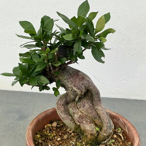 �N�`�i�V�F�ɑ� ���픫�A��25-02