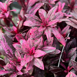 Ԃ̕c/[]LM\EiJ[[tjFu[W3|bg 12Zbg