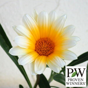 Ԃ̕c/[]KUjAFJiAX}C3|bg 12Zbg