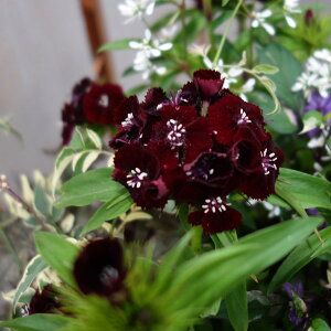 Ԃ̕c/[]_CATXFubNA_[3.5|bg 12Zbg