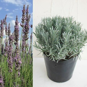 n[u̕c/[]x_[FOb\8|bg 12Zbg