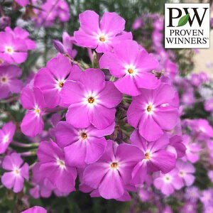 Ԃ̕c/[]tbNXFI[vjOANgE}X11cm|bg 6Zbg