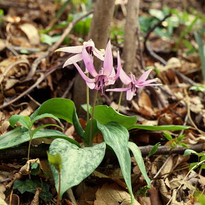 R쑐̕c/[]J^NF{J^NiW|jJj3-3.5|bg 12Zbg