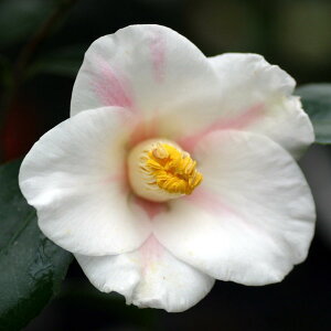 Ԗ ؂̕c/ցicoLjFH 4|bg