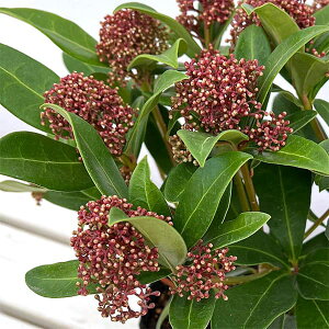 �Ԗ� ��؂̕c/�X�L�~�A�F���x�X�^ �W���C�A���g�s���N4.5���|�b�g