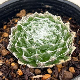 観葉植物/センペルビウム：大巻絹 2号ポット