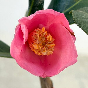 �Ԗ� ��؂̕c/�ցi�c�o�L�j�F�꓿���i�Z���g�N�A���j 4���|�b�g