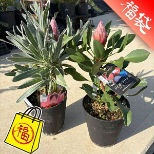 �Ԗ� ��؂̕c/�v���e�A�l�C2��Z�b�g�i���g���v�����X���W�����G�b�g�j