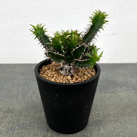 観葉植物/ユーフォルビア：ムランジーナ 4号