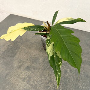 ϗtA/tBfhFL}[u  4A25-01