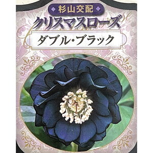 �������|�i���R��z�j����̃N���X�}�X���[�Y�F�_�u���u���b�N3���|�b�g