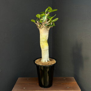 ϗtA/AfjE FXyVZNg 525-02