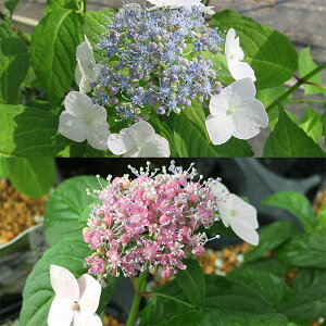 Ԗ ؂̕c/}AWTCFNV}A}`ivÒj4|bg