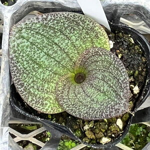 ϗtA/}b\jAEvXc[^ 2.5A