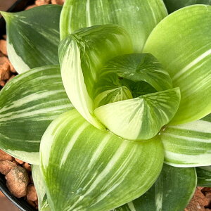 ϗtA/nI`AFvjtHA Ԏv 3