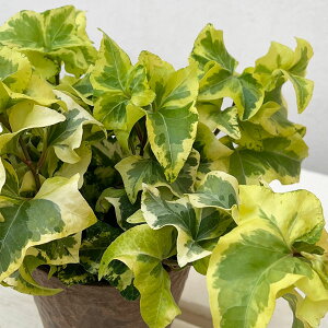 Ԃ̕c/wfiACr[jFPiIgqj3.5A