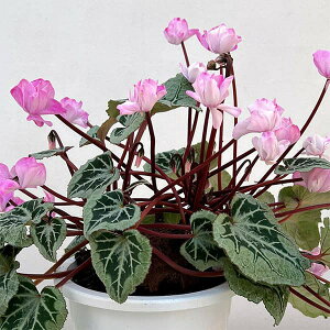 ϗtA/VNFc@C R[fbNXd5A25-01