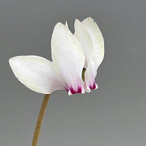 ���Ԃ̕c/�V�N�������i����n�j�F�w�f���t�H���E�� ���F���f��z�y260648�z3���|�b�g�y���i�̔��z