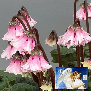 VNF|̓Vĝ͂ ɏىV[Yi25-09j5Ayi̔z