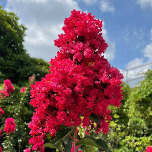 Ԗ ؂̕c/TXxFfBA[W3.5|bg