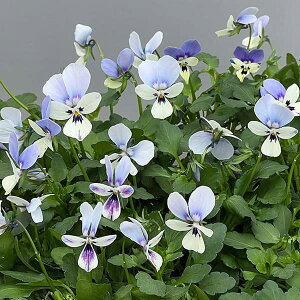 Ԃ̕c/rIFJn[c u[EBOX3.5|bg