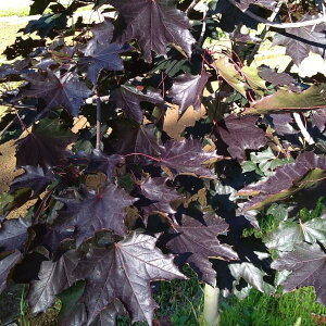 Ԗ ؂̕c/mEF[JGfFN]LO3.5|bg