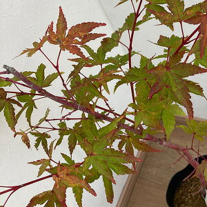 Ԗ ؂̕c/~WFXtiTSJNj3.5|bg