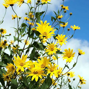 ؂̕c/TLLNCiej̎C56܃Zbgiv30j