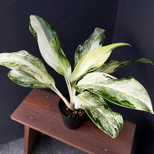 ϗtA/AOIl}FS[fxC 3.5|bg