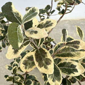 Ԗ ؂̕c/tFCWAF7|bg܂̓[gobN