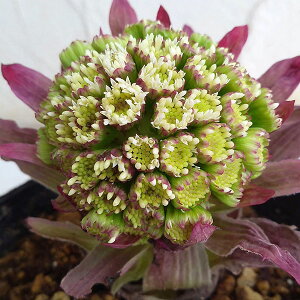 �R�쑐�̕c/�ӂ��i���E�ӂ��̂Ƃ��j�F�ԉԃt�L3���|�b�g