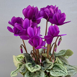 Ԃ̕c/VNFSAMURAIiTCj p[v3|bgikCY[j