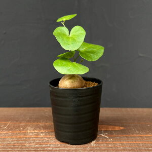 ϗtA/fBIXRAiTbjFGt@eByX 2.5A