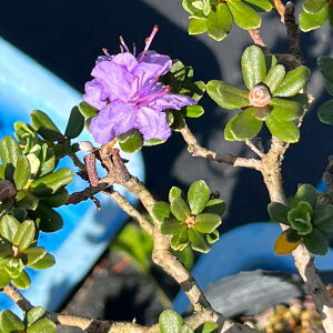 Ԗ ؂̕c/VNiQFCyfB^VNiQ7|bg