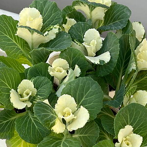 Ԃ̕c/n{^FsAmGEu[P3|bg