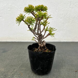 �R�쑐�̕c/�S���E�}�c�i�ܗt���j�F�����c2���|�b�g 25-02