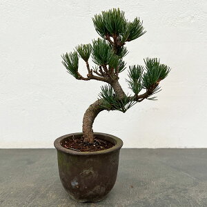 �S���E�}�c�i�ܗt���j�F���i�~�� 25-06