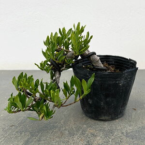 �R�쑐�̕c/�N�`�i�V�F�ꐡ�@�t�i���R�d���āj3���|�b�g25-02