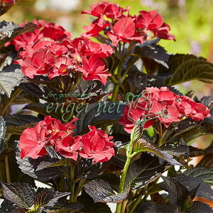 Ԗ ؂̕c/AWTCFAt^[~bhiCg4|bg