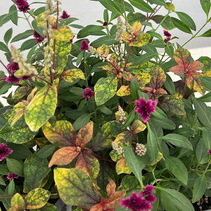 Ԃ̕c/[]i킯jAeiZgԉ΂ƃ}[uNC[̊񂹐A3|bg 12Zbg