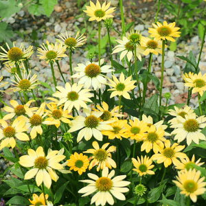 Ԃ̕c/[]GLiZAF[CG[3.5|bg 12Zbg