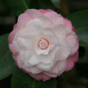 Ԗ ؂̕c/ցicoLjFxr[p[ 4|bg