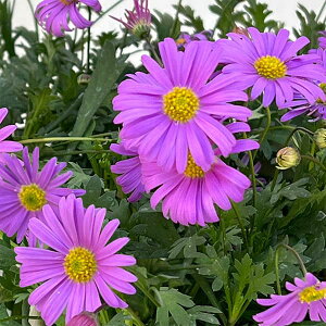 Ԃ̕c/uLJFtXR p[v3-3.5|bg 6Zbg