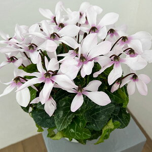 VNFI[gWCi25-05j5Ayi̔z