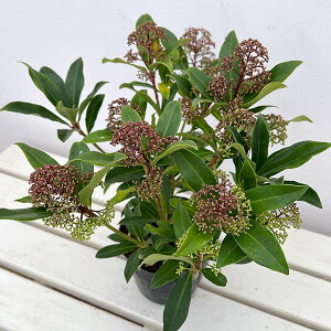 �Ԗ� ��؂̕c/�X�L�~�A�F���x�X�^ �L���[�o4.5���|�b�g