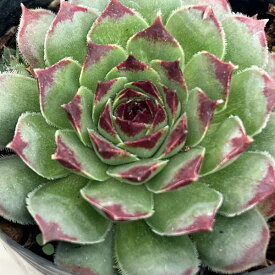 観葉植物/センペルビウム：ギョーム 2号ポット